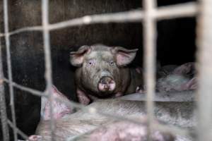 Dublin Piggery 2025 - In June 2025, investigators, acting on information from a member of the public, captured footage inside Andgar piggery in Dublin, South Australia.
The footage shows pigs living alongside the decomposing bodies of hundreds of dead pigs, with some becoming stuck in a giant pile of corpses.
Other footage from the same piggery shows pigs in 'eco sheds' on the property, which are sheds with two or three walls, with at least one side open to the elements. The pigs in these sheds are seen wading through mud and waste, which is often so deep that they are forced to swim. Some pigs had drowned in these sheds, likely after becoming stuck.
Pigs were filmed with massive, necrotic wounds where infection had eaten through skin down to the bone. One pig had a hole in their back that was roughly 10cm in diameter and packed with straw, mud and faeces. Piglets were also found living amongst the dead and rotting bodies of their littermates.
These visits took place over a month after this farm had been reported to the RSPCA by a member of the public, who was so horrified by the conditions that they knew they had to act.
- Captured at Andgar Piggery, Dublin SA Australia.