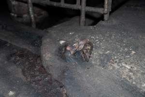 Dublin Piggery 2025 - In June 2025, investigators, acting on information from a member of the public, captured footage inside Andgar piggery in Dublin, South Australia.
The footage shows pigs living alongside the decomposing bodies of hundreds of dead pigs, with some becoming stuck in a giant pile of corpses.
Other footage from the same piggery shows pigs in 'eco sheds' on the property, which are sheds with two or three walls, with at least one side open to the elements. The pigs in these sheds are seen wading through mud and waste, which is often so deep that they are forced to swim. Some pigs had drowned in these sheds, likely after becoming stuck.
Pigs were filmed with massive, necrotic wounds where infection had eaten through skin down to the bone. One pig had a hole in their back that was roughly 10cm in diameter and packed with straw, mud and faeces. Piglets were also found living amongst the dead and rotting bodies of their littermates.
These visits took place over a month after this farm had been reported to the RSPCA by a member of the public, who was so horrified by the conditions that they knew they had to act.
- Captured at Andgar Piggery, Dublin SA Australia.