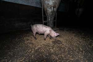 Dublin Piggery 2025 - In June 2025, investigators, acting on information from a member of the public, captured footage inside Andgar piggery in Dublin, South Australia.
The footage shows pigs living alongside the decomposing bodies of hundreds of dead pigs, with some becoming stuck in a giant pile of corpses.
Other footage from the same piggery shows pigs in 'eco sheds' on the property, which are sheds with two or three walls, with at least one side open to the elements. The pigs in these sheds are seen wading through mud and waste, which is often so deep that they are forced to swim. Some pigs had drowned in these sheds, likely after becoming stuck.
Pigs were filmed with massive, necrotic wounds where infection had eaten through skin down to the bone. One pig had a hole in their back that was roughly 10cm in diameter and packed with straw, mud and faeces. Piglets were also found living amongst the dead and rotting bodies of their littermates.
These visits took place over a month after this farm had been reported to the RSPCA by a member of the public, who was so horrified by the conditions that they knew they had to act.
- Captured at Andgar Piggery, Dublin SA Australia.