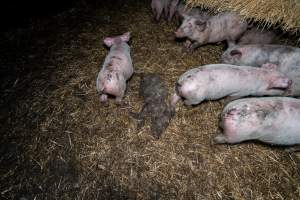 Dublin Piggery 2025 - In June 2025, investigators, acting on information from a member of the public, captured footage inside Andgar piggery in Dublin, South Australia.
The footage shows pigs living alongside the decomposing bodies of hundreds of dead pigs, with some becoming stuck in a giant pile of corpses.
Other footage from the same piggery shows pigs in 'eco sheds' on the property, which are sheds with two or three walls, with at least one side open to the elements. The pigs in these sheds are seen wading through mud and waste, which is often so deep that they are forced to swim. Some pigs had drowned in these sheds, likely after becoming stuck.
Pigs were filmed with massive, necrotic wounds where infection had eaten through skin down to the bone. One pig had a hole in their back that was roughly 10cm in diameter and packed with straw, mud and faeces. Piglets were also found living amongst the dead and rotting bodies of their littermates.
These visits took place over a month after this farm had been reported to the RSPCA by a member of the public, who was so horrified by the conditions that they knew they had to act.
- Captured at Andgar Piggery, Dublin SA Australia.
