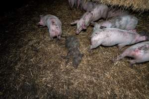 Dublin Piggery 2025 - In June 2025, investigators, acting on information from a member of the public, captured footage inside Andgar piggery in Dublin, South Australia.
The footage shows pigs living alongside the decomposing bodies of hundreds of dead pigs, with some becoming stuck in a giant pile of corpses.
Other footage from the same piggery shows pigs in 'eco sheds' on the property, which are sheds with two or three walls, with at least one side open to the elements. The pigs in these sheds are seen wading through mud and waste, which is often so deep that they are forced to swim. Some pigs had drowned in these sheds, likely after becoming stuck.
Pigs were filmed with massive, necrotic wounds where infection had eaten through skin down to the bone. One pig had a hole in their back that was roughly 10cm in diameter and packed with straw, mud and faeces. Piglets were also found living amongst the dead and rotting bodies of their littermates.
These visits took place over a month after this farm had been reported to the RSPCA by a member of the public, who was so horrified by the conditions that they knew they had to act.
- Captured at Andgar Piggery, Dublin SA Australia.