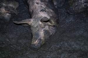 Dublin Piggery 2025 - In June 2025, investigators, acting on information from a member of the public, captured footage inside Andgar piggery in Dublin, South Australia.
The footage shows pigs living alongside the decomposing bodies of hundreds of dead pigs, with some becoming stuck in a giant pile of corpses.
Other footage from the same piggery shows pigs in 'eco sheds' on the property, which are sheds with two or three walls, with at least one side open to the elements. The pigs in these sheds are seen wading through mud and waste, which is often so deep that they are forced to swim. Some pigs had drowned in these sheds, likely after becoming stuck.
Pigs were filmed with massive, necrotic wounds where infection had eaten through skin down to the bone. One pig had a hole in their back that was roughly 10cm in diameter and packed with straw, mud and faeces. Piglets were also found living amongst the dead and rotting bodies of their littermates.
These visits took place over a month after this farm had been reported to the RSPCA by a member of the public, who was so horrified by the conditions that they knew they had to act.
- Captured at Andgar Piggery, Dublin SA Australia.