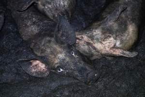 Dublin Piggery 2025 - In June 2025, investigators, acting on information from a member of the public, captured footage inside Andgar piggery in Dublin, South Australia. 

The footage shows pigs living alongside the decomposing bodies of hundreds of dead pigs, with some becoming stuck in a giant pile of corpses. 

Other footage from the same piggery shows pigs in 'eco sheds' on the property, which are sheds with two or three walls, with at least one side open to the elements. The pigs in these sheds are seen wading through mud and waste, which is often so deep that they are forced to swim. Some pigs had drowned in these sheds, likely after becoming stuck. 

Pigs were filmed with massive, necrotic wounds where infection had eaten through skin down to the bone. One pig had a hole in their back that was roughly 10cm in diameter and packed with straw, mud and faeces. Piglets were also found living amongst the dead and rotting bodies of their littermates.

These visits took place over a month after this farm had been reported to the RSPCA by a member of the public, who was so horrified by the conditions that they knew they had to act. 
 - Captured at Andgar Piggery, Dublin SA Australia.