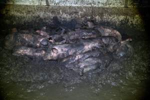 Dublin Piggery 2025 - In June 2025, investigators, acting on information from a member of the public, captured footage inside Andgar piggery in Dublin, South Australia.
The footage shows pigs living alongside the decomposing bodies of hundreds of dead pigs, with some becoming stuck in a giant pile of corpses.
Other footage from the same piggery shows pigs in 'eco sheds' on the property, which are sheds with two or three walls, with at least one side open to the elements. The pigs in these sheds are seen wading through mud and waste, which is often so deep that they are forced to swim. Some pigs had drowned in these sheds, likely after becoming stuck.
Pigs were filmed with massive, necrotic wounds where infection had eaten through skin down to the bone. One pig had a hole in their back that was roughly 10cm in diameter and packed with straw, mud and faeces. Piglets were also found living amongst the dead and rotting bodies of their littermates.
These visits took place over a month after this farm had been reported to the RSPCA by a member of the public, who was so horrified by the conditions that they knew they had to act.
- Captured at Andgar Piggery, Dublin SA Australia.