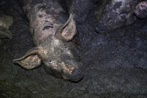 Dublin Piggery 2025 - In June 2025, investigators, acting on information from a member of the public, captured footage inside Andgar piggery in Dublin, South Australia.
The footage shows pigs living alongside the decomposing bodies of hundreds of dead pigs, with some becoming stuck in a giant pile of corpses.
Other footage from the same piggery shows pigs in 'eco sheds' on the property, which are sheds with two or three walls, with at least one side open to the elements. The pigs in these sheds are seen wading through mud and waste, which is often so deep that they are forced to swim. Some pigs had drowned in these sheds, likely after becoming stuck.
Pigs were filmed with massive, necrotic wounds where infection had eaten through skin down to the bone. One pig had a hole in their back that was roughly 10cm in diameter and packed with straw, mud and faeces. Piglets were also found living amongst the dead and rotting bodies of their littermates.
These visits took place over a month after this farm had been reported to the RSPCA by a member of the public, who was so horrified by the conditions that they knew they had to act.
- Captured at Andgar Piggery, Dublin SA Australia.