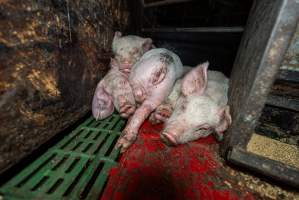 Dublin Piggery - June 2025 - Two days after RSPCA investigators attended Dublin piggery following a complaint made by Farm Transparency Project, civilian investigators returned to check conditions. Despite a statement from the RSPCA saying that 'immediate welfare concerns had been addressed' pigs were still found in awful conditions, including one piglet with an engorged ear. - Captured at Andgar Piggery, Dublin SA Australia.