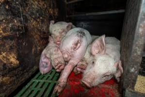 Dublin Piggery - June 2025 - Two days after RSPCA investigators attended Dublin piggery following a complaint made by Farm Transparency Project, civilian investigators returned to check conditions. Despite a statement from the RSPCA saying that 'immediate welfare concerns had been addressed' pigs were still found in awful conditions, including one piglet with an engorged ear. - Captured at Andgar Piggery, Dublin SA Australia.