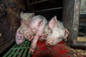 Dublin Piggery - June 2025 - Two days after RSPCA investigators attended Dublin piggery following a complaint made by Farm Transparency Project, civilian investigators returned to check conditions. Despite a statement from the RSPCA saying that 'immediate welfare concerns had been addressed' pigs were still found in awful conditions, including one piglet with an engorged ear. - Captured at Andgar Piggery, Dublin SA Australia.
