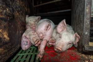 Dublin Piggery - June 2025 - Two days after RSPCA investigators attended Dublin piggery following a complaint made by Farm Transparency Project, civilian investigators returned to check conditions. Despite a statement from the RSPCA saying that 'immediate welfare concerns had been addressed' pigs were still found in awful conditions, including one piglet with an engorged ear. - Captured at Andgar Piggery, Dublin SA Australia.