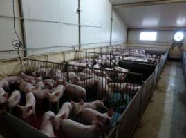 Real estate listing photo - Photo of piggery from a 2015 real estate listing (https://www.realestate.com.au/sold/property-livestock-sa-eudunda-7679119). - Captured at Brownlow Piggery - Grower Site, Brownlow SA Australia.