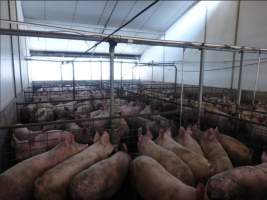 Real estate listing photo - Photo of piggery from a 2015 real estate listing (https://www.realestate.com.au/sold/property-livestock-sa-eudunda-7679119). - Captured at Brownlow Piggery - Grower Site, Brownlow SA Australia.