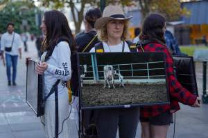 Mother's Day: Dominion Outreach Melbourne: 11 May 2025 - Animal rights activists participating in a street outreach event in Southbank, Victoria, Australia. Volunteers give out free vegan treats, show footage from Farm Transparency Project's dairy investigations, and engage the public in conversations, bringing awareness to the hidden reality of what happens to cows, calves, and bulls in the Australian dairy industry. - Captured at VIC.