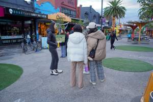 5 Question Challenge: Dominion Outreach Melbourne: 15 June 2025 - Animal rights activists participating in a street outreach event in St Kilda, Victoria, Australia. Some volunteers hold placards inviting pedestrians to answer 5 questions in exchange for a vegan treat. Others hold TVs showing footage from Farm Transparency Project's dairy investigations. Together, they bring awareness to the hidden reality of what happens to cows, calves, and bulls in the Australian dairy industry. - Captured at VIC.