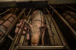 Finniss Park Piggery 2025 - Photos taken during an investigation into Finniss Park Piggery, the the flagship breeding unit for Andgar Proprietors. Anonymous investigators filmed mothers and their babies in farrowing crates as well as sows confined to sow stalls and housed in filthy group housing. - Captured at Finniss Park Piggery, Mannum SA Australia.