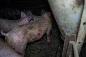 Two Wells Piggery - Two Wells Piggery is a small, grower only unit owned by Andgar's co-proprietors Andrew Goss. This month, investigators visited to document the conditions on the farm and report what they found.
Two Wells piggery operates three sheds housing a combination of 'grower' (2-5 months old) and finisher (5-6 months old) pigs. These pigs will spend their last months in filthy sheds, often fighting due to the cramped conditions.
At the piggery, investigators filmed injured, lame and bloody pigs, as well as one pig with a swollen, misshapen ear due to a hematoma. These intelligent, curious animals were seen chewing at the bars of their pens and trying to play with hoses and other bits of rubbish, desperate for any sort of stimulation in the bare, filthy pens.
Pigs at Two Wells live in crowded pens, covered in their own waste until they are 6 months old. At this point, they are sent to the slaughterhouse where they will be gassed to death in a carbon dioxide gas chamber.
- Captured at Two Wells Piggery, Two Wells SA Australia.
