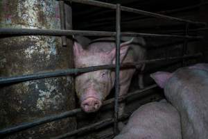 Two Wells Piggery - Two Wells Piggery is a small, grower only unit owned by Andgar's co-proprietors Andrew Goss. This month, investigators visited to document the conditions on the farm and report what they found.
Two Wells piggery operates three sheds housing a combination of 'grower' (2-5 months old) and finisher (5-6 months old) pigs. These pigs will spend their last months in filthy sheds, often fighting due to the cramped conditions.
At the piggery, investigators filmed injured, lame and bloody pigs, as well as one pig with a swollen, misshapen ear due to a hematoma. These intelligent, curious animals were seen chewing at the bars of their pens and trying to play with hoses and other bits of rubbish, desperate for any sort of stimulation in the bare, filthy pens.
Pigs at Two Wells live in crowded pens, covered in their own waste until they are 6 months old. At this point, they are sent to the slaughterhouse where they will be gassed to death in a carbon dioxide gas chamber.
- Captured at Two Wells Piggery, Two Wells SA Australia.