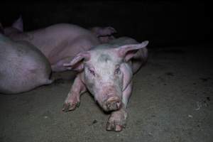 Two Wells Piggery - Two Wells Piggery is a small, grower only unit owned by Andgar's co-proprietors Andrew Goss. This month, investigators visited to document the conditions on the farm and report what they found.
Two Wells piggery operates three sheds housing a combination of 'grower' (2-5 months old) and finisher (5-6 months old) pigs. These pigs will spend their last months in filthy sheds, often fighting due to the cramped conditions.
At the piggery, investigators filmed injured, lame and bloody pigs, as well as one pig with a swollen, misshapen ear due to a hematoma. These intelligent, curious animals were seen chewing at the bars of their pens and trying to play with hoses and other bits of rubbish, desperate for any sort of stimulation in the bare, filthy pens.
Pigs at Two Wells live in crowded pens, covered in their own waste until they are 6 months old. At this point, they are sent to the slaughterhouse where they will be gassed to death in a carbon dioxide gas chamber.
- Captured at Two Wells Piggery, Two Wells SA Australia.