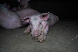 Two Wells Piggery - Two Wells Piggery is a small, grower only unit owned by Andgar's co-proprietors Andrew Goss. This month, investigators visited to document the conditions on the farm and report what they found.
Two Wells piggery operates three sheds housing a combination of 'grower' (2-5 months old) and finisher (5-6 months old) pigs. These pigs will spend their last months in filthy sheds, often fighting due to the cramped conditions.
At the piggery, investigators filmed injured, lame and bloody pigs, as well as one pig with a swollen, misshapen ear due to a hematoma. These intelligent, curious animals were seen chewing at the bars of their pens and trying to play with hoses and other bits of rubbish, desperate for any sort of stimulation in the bare, filthy pens.
Pigs at Two Wells live in crowded pens, covered in their own waste until they are 6 months old. At this point, they are sent to the slaughterhouse where they will be gassed to death in a carbon dioxide gas chamber.
- Captured at Two Wells Piggery, Two Wells SA Australia.