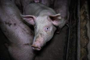 Two Wells Piggery - Two Wells Piggery is a small, grower only unit owned by Andgar's co-proprietors Andrew Goss. This month, investigators visited to document the conditions on the farm and report what they found.
Two Wells piggery operates three sheds housing a combination of 'grower' (2-5 months old) and finisher (5-6 months old) pigs. These pigs will spend their last months in filthy sheds, often fighting due to the cramped conditions.
At the piggery, investigators filmed injured, lame and bloody pigs, as well as one pig with a swollen, misshapen ear due to a hematoma. These intelligent, curious animals were seen chewing at the bars of their pens and trying to play with hoses and other bits of rubbish, desperate for any sort of stimulation in the bare, filthy pens.
Pigs at Two Wells live in crowded pens, covered in their own waste until they are 6 months old. At this point, they are sent to the slaughterhouse where they will be gassed to death in a carbon dioxide gas chamber.
- Captured at Two Wells Piggery, Two Wells SA Australia.