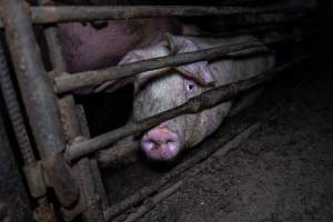 Two Wells Piggery - Two Wells Piggery is a small, grower only unit owned by Andgar's co-proprietors Andrew Goss. This month, investigators visited to document the conditions on the farm and report what they found.
Two Wells piggery operates three sheds housing a combination of 'grower' (2-5 months old) and finisher (5-6 months old) pigs. These pigs will spend their last months in filthy sheds, often fighting due to the cramped conditions.
At the piggery, investigators filmed injured, lame and bloody pigs, as well as one pig with a swollen, misshapen ear due to a hematoma. These intelligent, curious animals were seen chewing at the bars of their pens and trying to play with hoses and other bits of rubbish, desperate for any sort of stimulation in the bare, filthy pens.
Pigs at Two Wells live in crowded pens, covered in their own waste until they are 6 months old. At this point, they are sent to the slaughterhouse where they will be gassed to death in a carbon dioxide gas chamber.
- Captured at Two Wells Piggery, Two Wells SA Australia.
