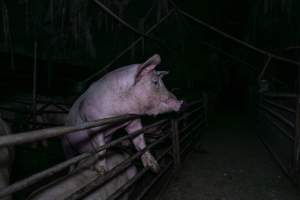 Two Wells Piggery - Two Wells Piggery is a small, grower only unit owned by Andgar's co-proprietors Andrew Goss. This month, investigators visited to document the conditions on the farm and report what they found.
Two Wells piggery operates three sheds housing a combination of 'grower' (2-5 months old) and finisher (5-6 months old) pigs. These pigs will spend their last months in filthy sheds, often fighting due to the cramped conditions.
At the piggery, investigators filmed injured, lame and bloody pigs, as well as one pig with a swollen, misshapen ear due to a hematoma. These intelligent, curious animals were seen chewing at the bars of their pens and trying to play with hoses and other bits of rubbish, desperate for any sort of stimulation in the bare, filthy pens.
Pigs at Two Wells live in crowded pens, covered in their own waste until they are 6 months old. At this point, they are sent to the slaughterhouse where they will be gassed to death in a carbon dioxide gas chamber.
- Captured at Two Wells Piggery, Two Wells SA Australia.