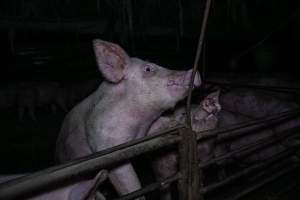Two Wells Piggery - Two Wells Piggery is a small, grower only unit owned by Andgar's co-proprietors Andrew Goss. This month, investigators visited to document the conditions on the farm and report what they found.
Two Wells piggery operates three sheds housing a combination of 'grower' (2-5 months old) and finisher (5-6 months old) pigs. These pigs will spend their last months in filthy sheds, often fighting due to the cramped conditions.
At the piggery, investigators filmed injured, lame and bloody pigs, as well as one pig with a swollen, misshapen ear due to a hematoma. These intelligent, curious animals were seen chewing at the bars of their pens and trying to play with hoses and other bits of rubbish, desperate for any sort of stimulation in the bare, filthy pens.
Pigs at Two Wells live in crowded pens, covered in their own waste until they are 6 months old. At this point, they are sent to the slaughterhouse where they will be gassed to death in a carbon dioxide gas chamber.
- Captured at Two Wells Piggery, Two Wells SA Australia.