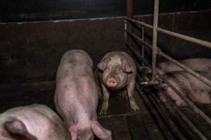 Two Wells Piggery - Two Wells Piggery is a small, grower only unit owned by Andgar's co-proprietors Andrew Goss. This month, investigators visited to document the conditions on the farm and report what they found.
Two Wells piggery operates three sheds housing a combination of 'grower' (2-5 months old) and finisher (5-6 months old) pigs. These pigs will spend their last months in filthy sheds, often fighting due to the cramped conditions.
At the piggery, investigators filmed injured, lame and bloody pigs, as well as one pig with a swollen, misshapen ear due to a hematoma. These intelligent, curious animals were seen chewing at the bars of their pens and trying to play with hoses and other bits of rubbish, desperate for any sort of stimulation in the bare, filthy pens.
Pigs at Two Wells live in crowded pens, covered in their own waste until they are 6 months old. At this point, they are sent to the slaughterhouse where they will be gassed to death in a carbon dioxide gas chamber.
- Captured at Two Wells Piggery, Two Wells SA Australia.