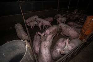 Two Wells Piggery - Two Wells Piggery is a small, grower only unit owned by Andgar's co-proprietors Andrew Goss. This month, investigators visited to document the conditions on the farm and report what they found.
Two Wells piggery operates three sheds housing a combination of 'grower' (2-5 months old) and finisher (5-6 months old) pigs. These pigs will spend their last months in filthy sheds, often fighting due to the cramped conditions.
At the piggery, investigators filmed injured, lame and bloody pigs, as well as one pig with a swollen, misshapen ear due to a hematoma. These intelligent, curious animals were seen chewing at the bars of their pens and trying to play with hoses and other bits of rubbish, desperate for any sort of stimulation in the bare, filthy pens.
Pigs at Two Wells live in crowded pens, covered in their own waste until they are 6 months old. At this point, they are sent to the slaughterhouse where they will be gassed to death in a carbon dioxide gas chamber.
- Captured at Two Wells Piggery, Two Wells SA Australia.