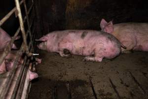 Two Wells Piggery - Two Wells Piggery is a small, grower only unit owned by Andgar's co-proprietors Andrew Goss. This month, investigators visited to document the conditions on the farm and report what they found.
Two Wells piggery operates three sheds housing a combination of 'grower' (2-5 months old) and finisher (5-6 months old) pigs. These pigs will spend their last months in filthy sheds, often fighting due to the cramped conditions.
At the piggery, investigators filmed injured, lame and bloody pigs, as well as one pig with a swollen, misshapen ear due to a hematoma. These intelligent, curious animals were seen chewing at the bars of their pens and trying to play with hoses and other bits of rubbish, desperate for any sort of stimulation in the bare, filthy pens.
Pigs at Two Wells live in crowded pens, covered in their own waste until they are 6 months old. At this point, they are sent to the slaughterhouse where they will be gassed to death in a carbon dioxide gas chamber.
- Captured at Two Wells Piggery, Two Wells SA Australia.