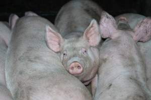 Andgar Piggery, Dublin SA (August 2025) - Captured at Andgar Piggery, Dublin SA Australia.