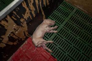 Dead piglet in farrowing crate - Captured at Brownlow Piggery - Breeder Site, Brownlow SA Australia.