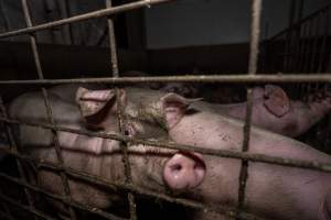 Grower pigs - Captured at Brownlow Piggery - Grower Site, Brownlow SA Australia.
