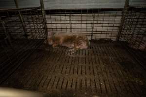 Boar in individual pen - Captured at Brownlow Piggery - Breeder Site, Brownlow SA Australia.