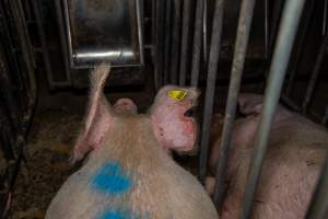 Sows in sow stalls - Captured at Brownlow Piggery - Breeder Site, Brownlow SA Australia.