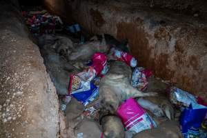 Dead pigs in a trench - Investigators discovered a large trench full of pig corpses and rubbish, in a clearing adjacent to Brownlow Piggery's grower site. - Captured at Brownlow Piggery - Grower Site, Brownlow SA Australia.
