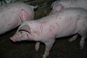 Grower pigs - Captured at Brownlow Piggery - Grower Site, Brownlow SA Australia.