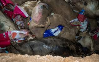 Dead pigs in a trench - Investigators discovered a large trench full of pig corpses and rubbish, in a clearing adjacent to Brownlow Piggery's grower site. - Captured at Brownlow Piggery - Grower Site, Brownlow SA Australia.