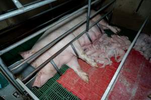 Sow nursing piglets in farrowing crate - Captured at Brownlow Piggery - Breeder Site, Brownlow SA Australia.