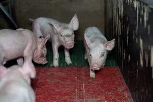 Piglets in farrowing crate - Captured at Brownlow Piggery - Breeder Site, Brownlow SA Australia.