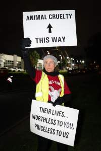 Cedar Meats Vigil - National Week Of Action 2025 - During the Shut Down Slaughterhouses Week of Action, we held a vigil outside of the Cedar Meats slaughterhouse in Brooklyn, Victoria.
During a two week investigation last year, our hidden cameras captured the handling and slaughter of animals, including newborn lambs and kids born in the holding pens of the slaughterhouse.
It was a Wednesday night when we gathered outside the slaughterhouse, holding signs and listening to music and speeches from investigators. We wanted to send a message to Cedar Meats, to let them know that we have not forgotten how they treat animals when they believe that no one is watching
We poured fake blood across their driveway as a visual reminder to everyone passing by, that animals arriving here are coming to their deaths. At the gates to the slaughterhouse, we each left a flower.
The images of animals whose deaths we have seen will haunt us forever, but we are determined to continue to fight in their name. - Captured at Cedar Meats, Brooklyn VIC Australia.