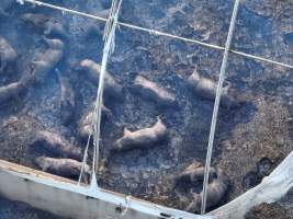 Pigs burned alive in shed fires - Drone imagery of a large number of dead pigs in eco sheds, after the sheds caught alight on 15 September 2025. - Captured at Andgar Piggery, Dublin SA Australia.