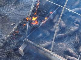 Pigs burned alive in shed fires - Drone imagery of a large number of dead pigs in eco sheds, after the sheds caught alight on 15 September 2025. - Captured at Andgar Piggery, Dublin SA Australia.
