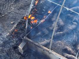 Pigs burned alive in shed fires - Drone imagery of a large number of dead pigs in eco sheds, after the sheds caught alight on 15 September 2025. - Captured at Andgar Piggery, Dublin SA Australia.