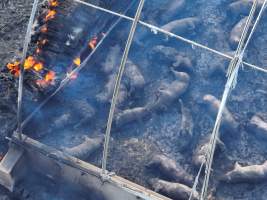 Pigs burned alive in shed fires - Drone imagery of a large number of dead pigs in eco sheds, after the sheds caught alight on 15 September 2025. - Captured at Andgar Piggery, Dublin SA Australia.