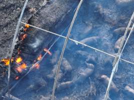 Pigs burned alive in shed fires - Drone imagery of a large number of dead pigs in eco sheds, after the sheds caught alight on 15 September 2025. - Captured at Andgar Piggery, Dublin SA Australia.