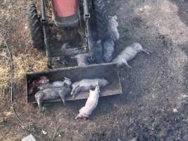 Pigs burned alive in shed fires - Drone imagery of a large number of dead pigs in eco sheds, after the sheds caught alight on 15 September 2025. - Captured at Andgar Piggery, Dublin SA Australia.