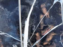 Pigs burned alive in shed fires - Drone imagery of a large number of dead pigs in eco sheds, after the sheds caught alight on 15 September 2025. - Captured at Andgar Piggery, Dublin SA Australia.