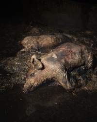 Dublin Piggery Fire Aftermath - Anonymous investigators filmed the aftermaths of the fire at Andgar Piggery in Dublin South Australia, where hundreds of pigs were burnt alive in the flames. - Captured at Andgar Piggery, Dublin SA Australia.
