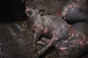 Dublin Piggery Fire Aftermath - Anonymous investigators filmed the aftermaths of the fire at Andgar Piggery in Dublin South Australia, where hundreds of pigs were burnt alive in the flames. - Captured at Andgar Piggery, Dublin SA Australia.