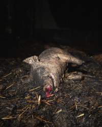 Dublin Piggery Fire Aftermath - Anonymous investigators filmed the aftermaths of the fire at Andgar Piggery in Dublin South Australia, where hundreds of pigs were burnt alive in the flames. - Captured at Andgar Piggery, Dublin SA Australia.